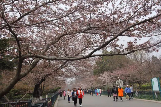 2018年樱花季节风衣_2018年樱花季校园管理问答录(2)