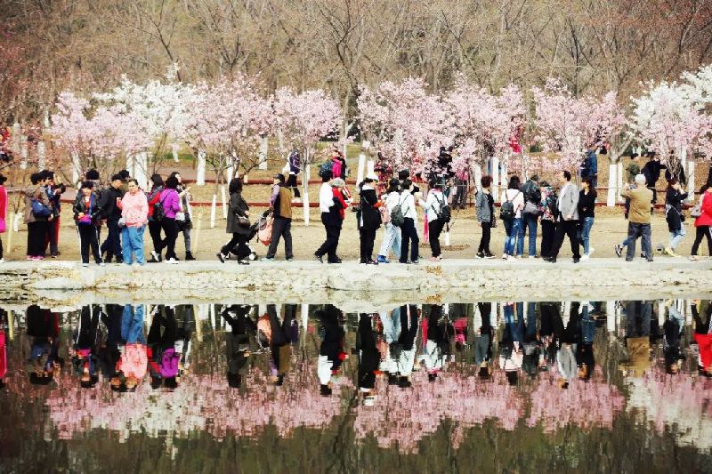 2018年樱花季节风衣_2018年樱花季校园管理问答录(2)